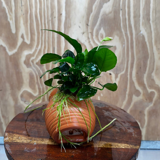 Scapeshop.com.au One Only Terracotta Small Urn with Anubias Nana - One Only Buy Aquarium Plants Terracotta Small Urn with Anubias Nana - One Only