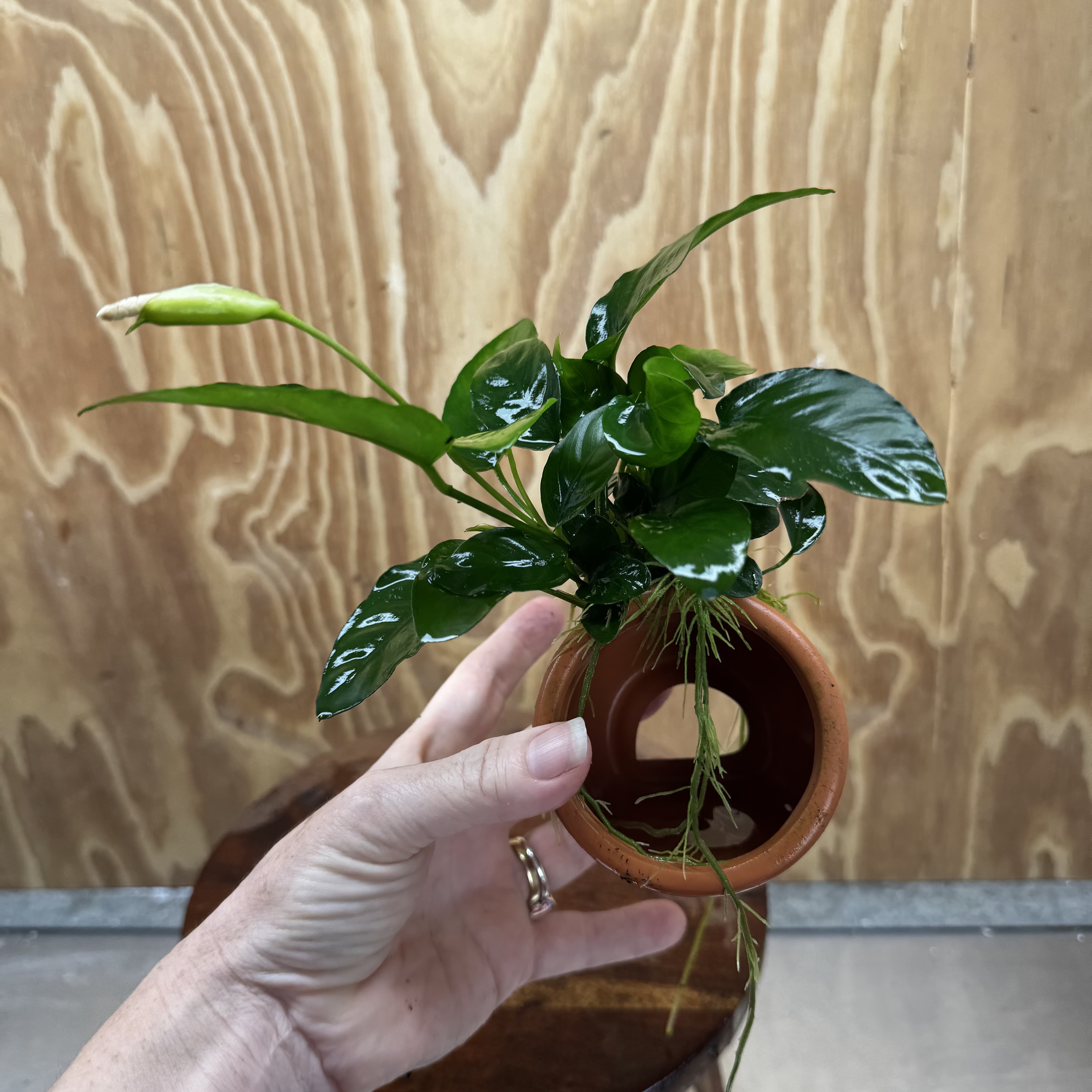 Scapeshop.com.au One Only Terracotta Small Urn with Anubias Nana - One Only Buy Aquarium Plants Terracotta Small Urn with Anubias Nana - One Only