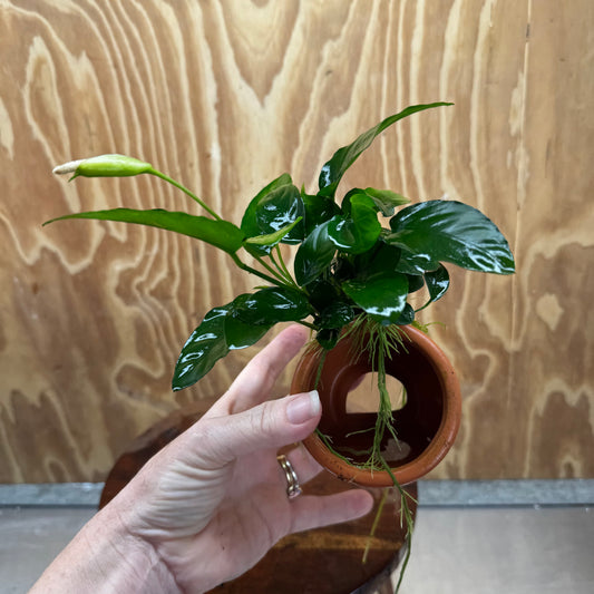 Scapeshop.com.au One Only Terracotta Small Urn with Anubias Nana - One Only Buy Aquarium Plants Terracotta Small Urn with Anubias Nana - One Only