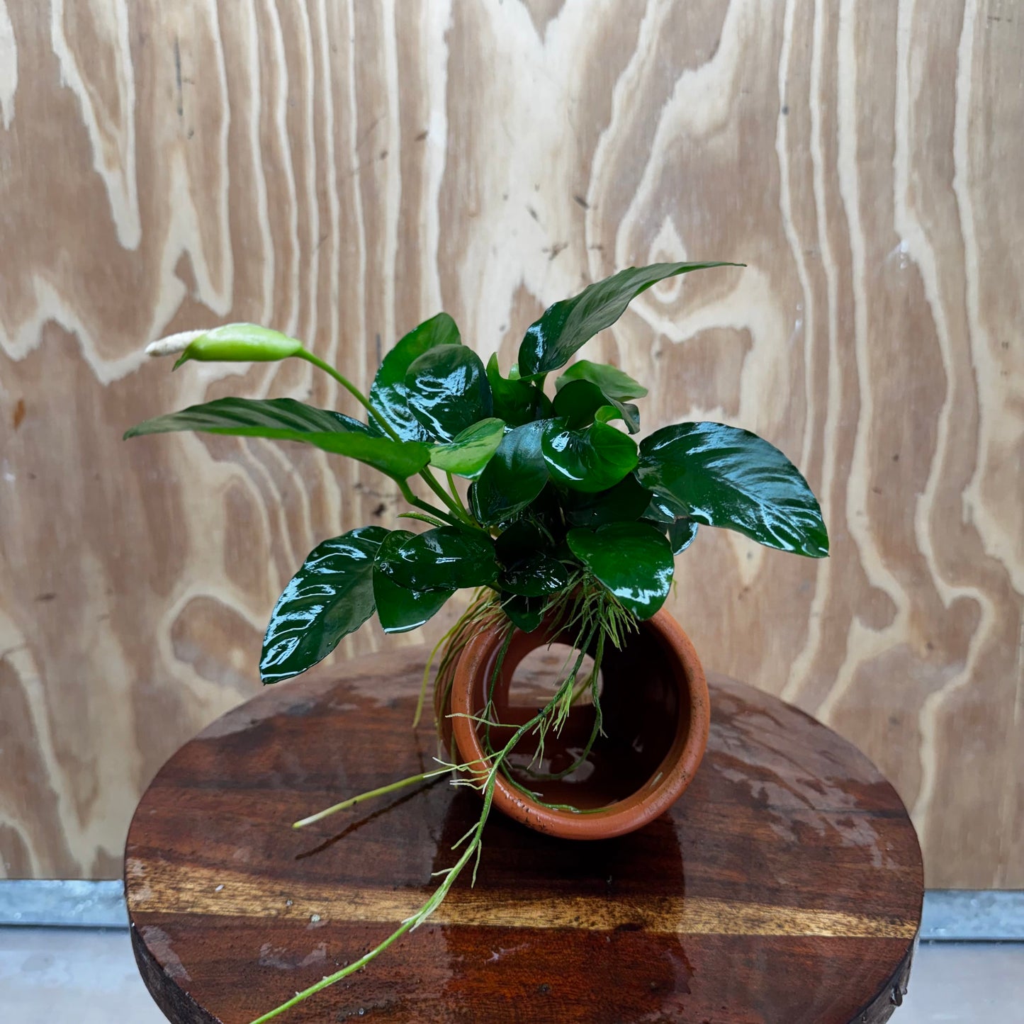 Scapeshop.com.au One Only Terracotta Small Urn with Anubias Nana - One Only Buy Aquarium Plants Terracotta Small Urn with Anubias Nana - One Only