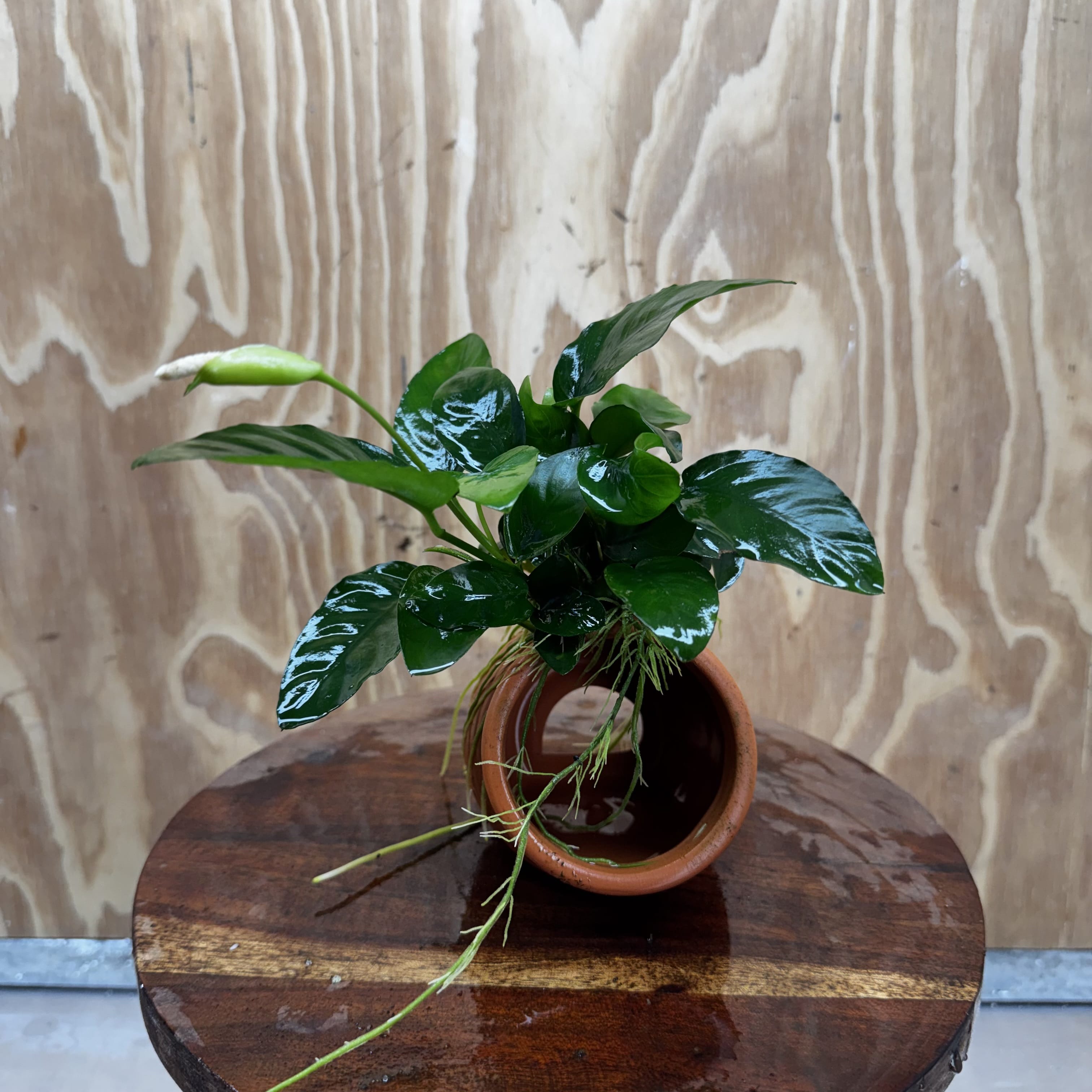 Scapeshop.com.au One Only Terracotta Small Urn with Anubias Nana - One Only Buy Aquarium Plants Terracotta Small Urn with Anubias Nana - One Only