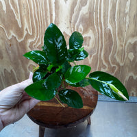 Scapeshop.com.au One Only Terracotta Small Urn with Anubias Nana - One Only Buy Aquarium Plants Terracotta Small Urn with Anubias Nana - One Only