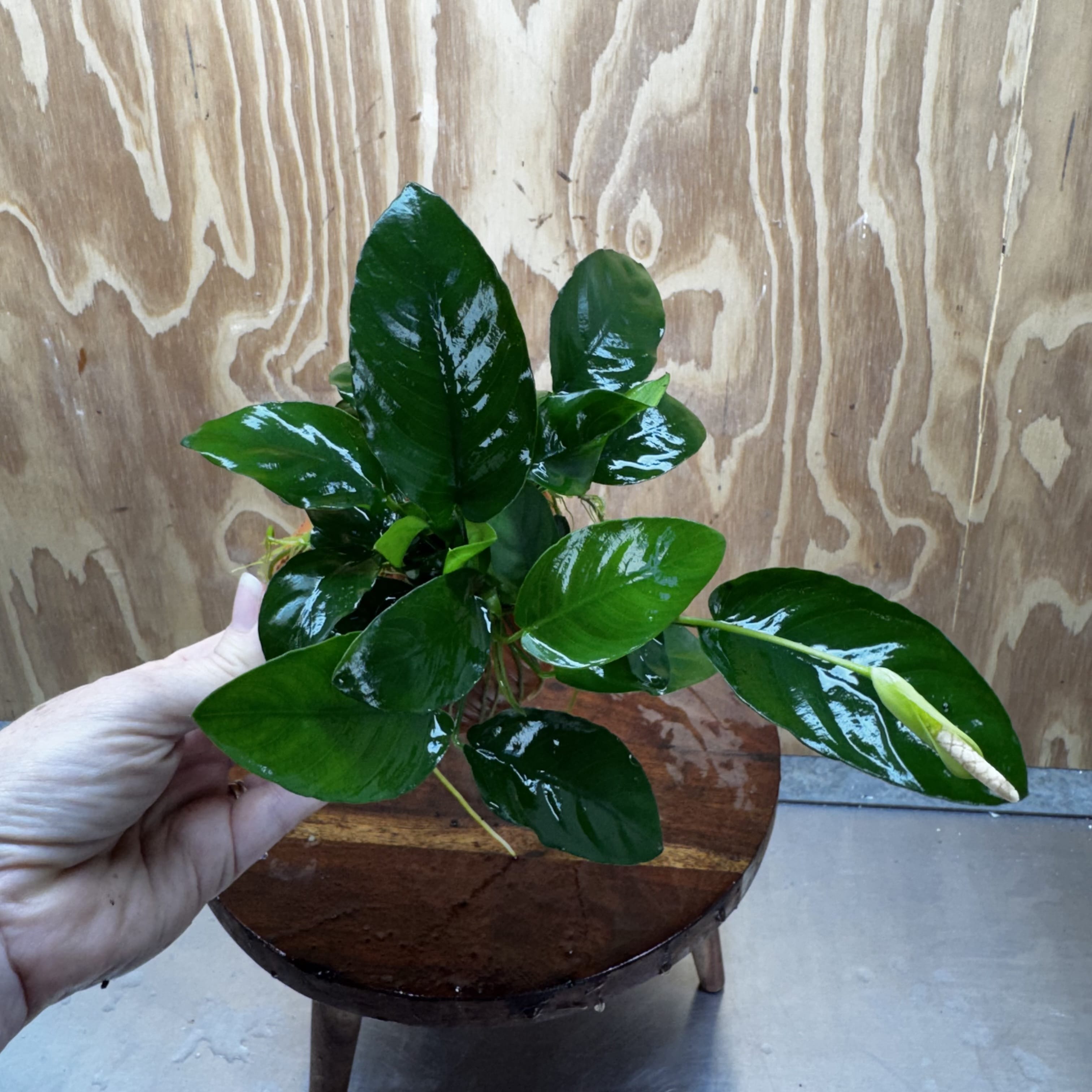 Scapeshop.com.au One Only Terracotta Small Urn with Anubias Nana - One Only Buy Aquarium Plants Terracotta Small Urn with Anubias Nana - One Only