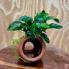 Scapeshop.com.au One Only Terracotta Small Urn with Anubias - One Only Terracotta Small Urn with Anubias - One Only