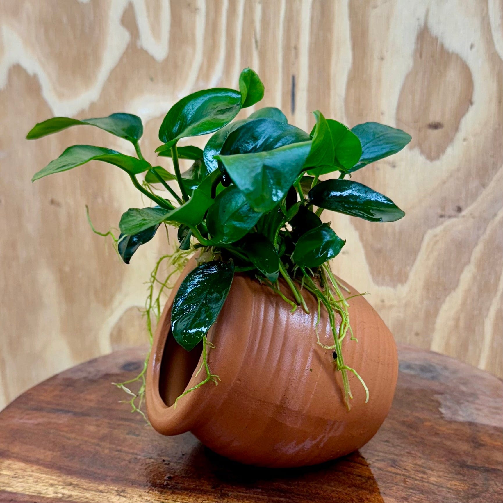 Scapeshop.com.au One Only Terracotta Small Urn with Anubias - One Only Terracotta Small Urn with Anubias - One Only