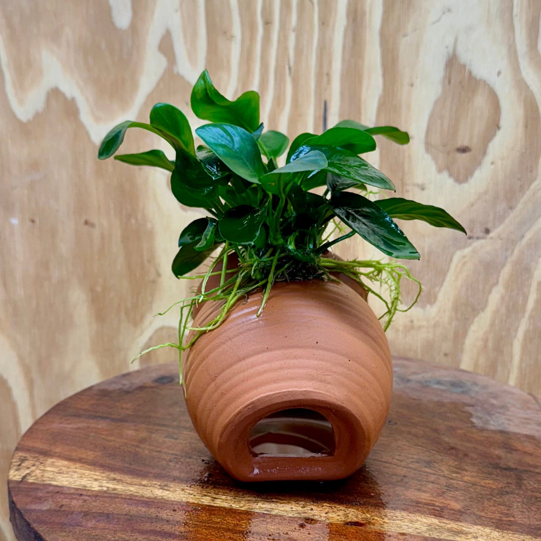 Scapeshop.com.au One Only Terracotta Small Urn with Anubias - One Only Terracotta Small Urn with Anubias - One Only