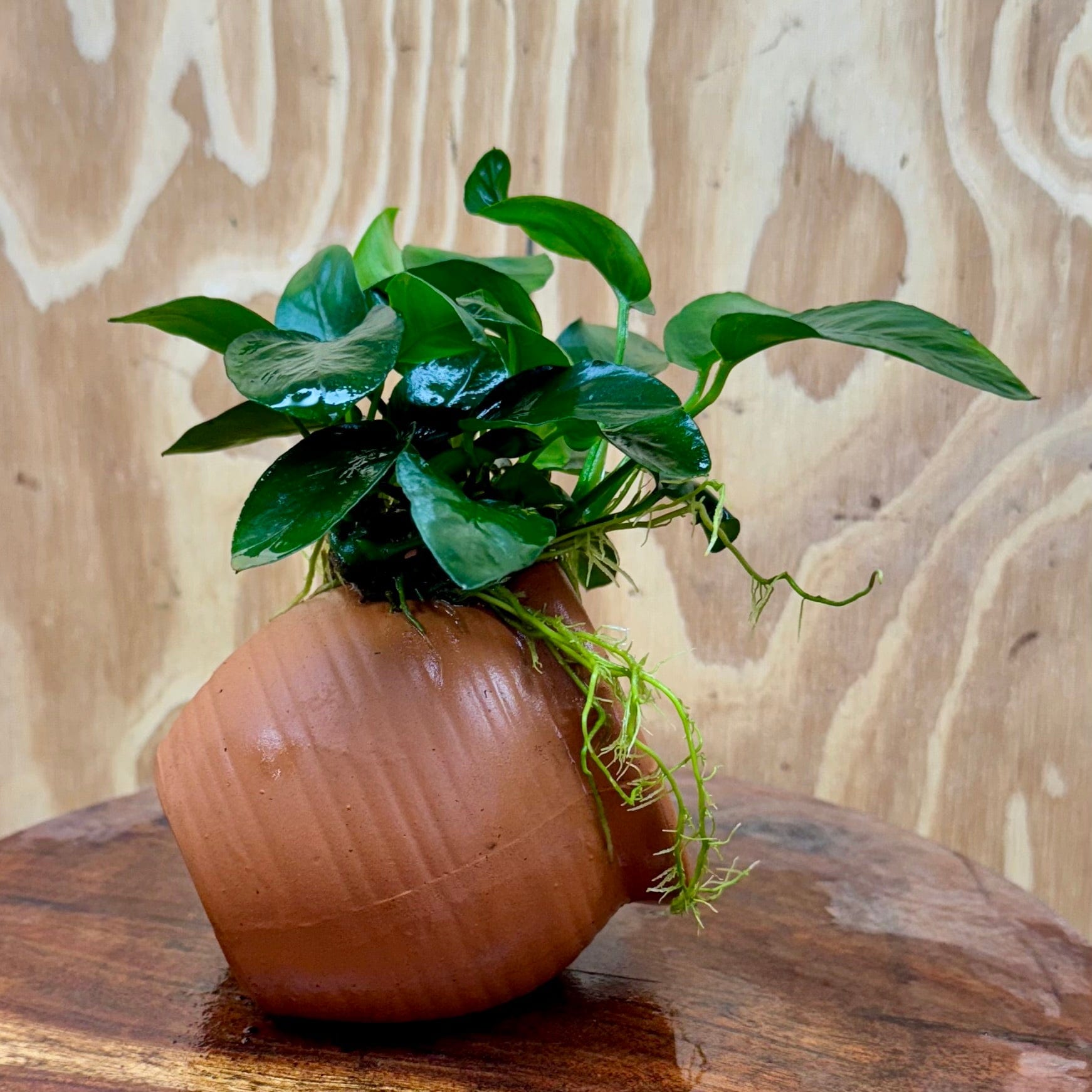 Scapeshop.com.au One Only Terracotta Small Urn with Anubias - One Only Terracotta Small Urn with Anubias - One Only