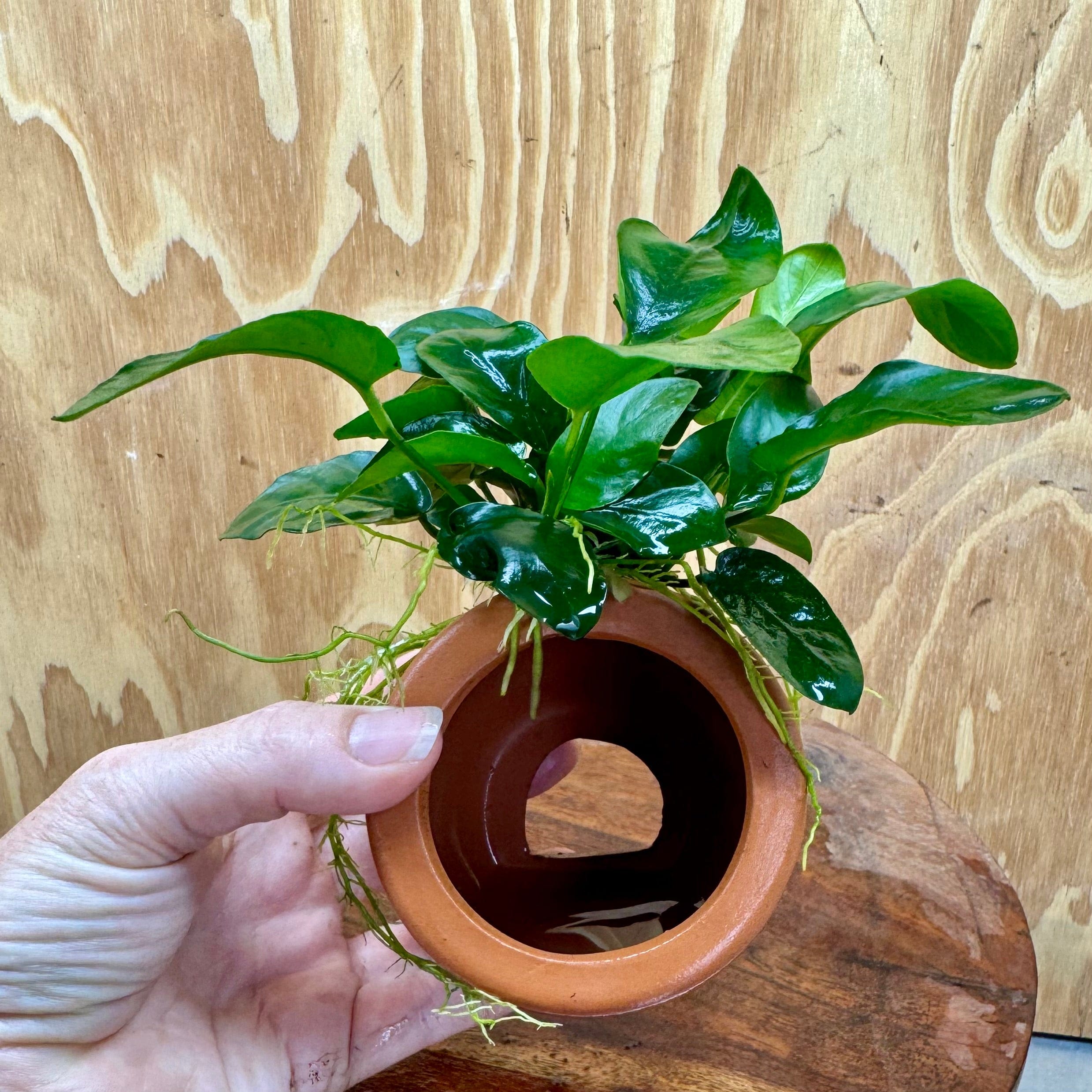 Scapeshop.com.au One Only Terracotta Small Urn with Anubias - One Only Terracotta Small Urn with Anubias - One Only