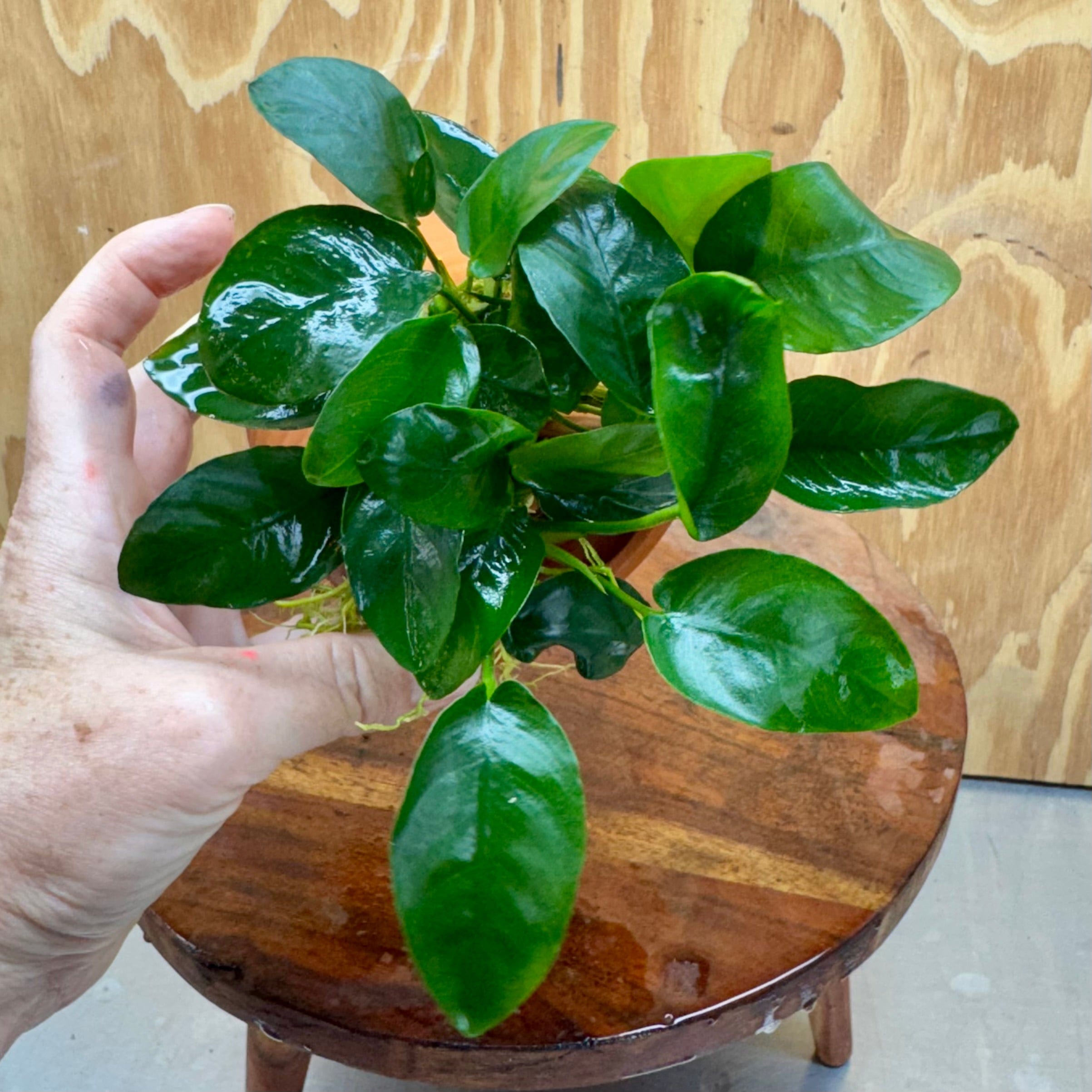 Scapeshop.com.au One Only Terracotta Small Urn with Anubias - One Only Terracotta Small Urn with Anubias - One Only