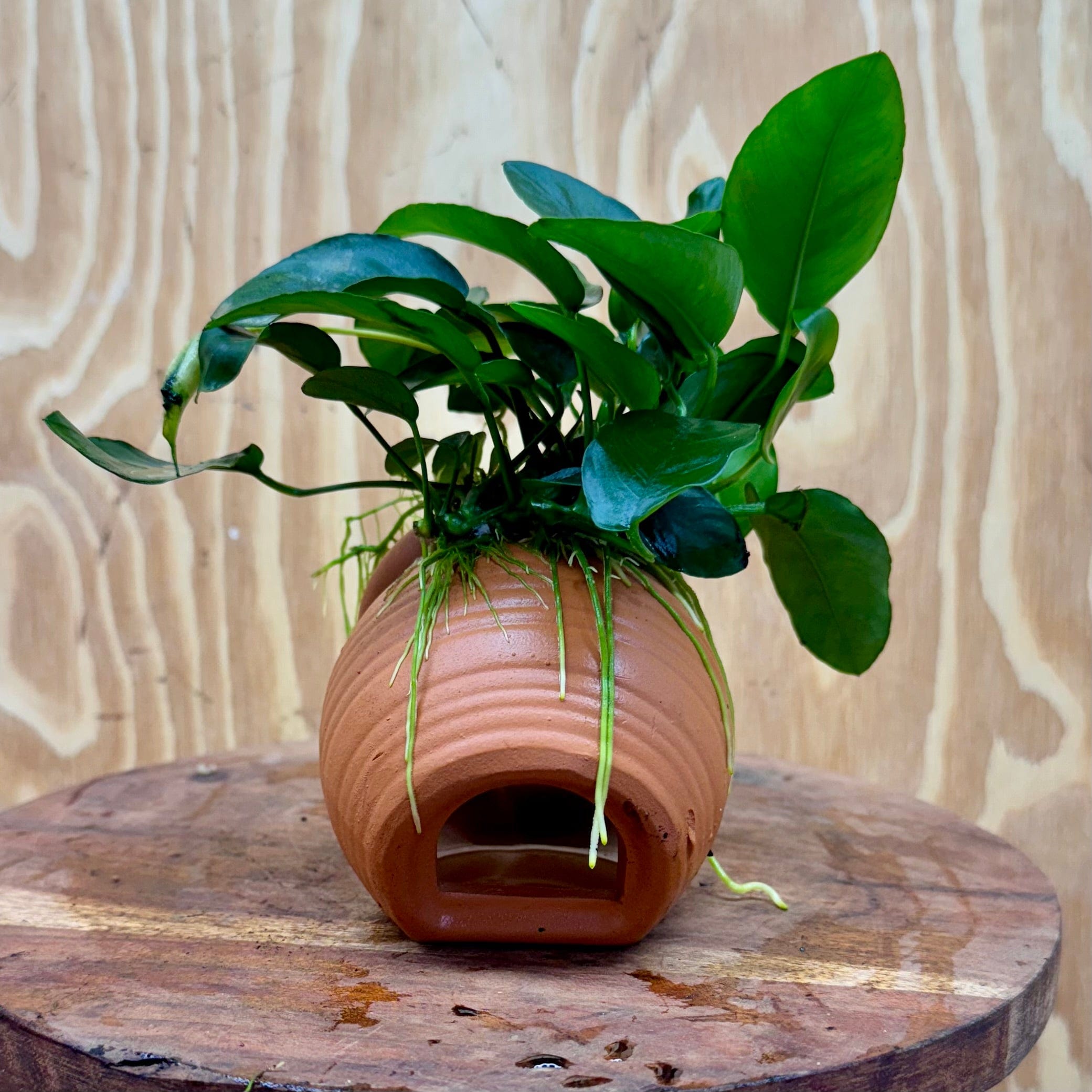 Scapeshop.com.au One Only Terracotta Small Urn with Anubias - One Only Terracotta Small Urn with Anubias - One Only