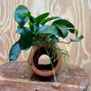 Scapeshop.com.au One Only Terracotta Small Urn with Anubias - One Only Terracotta Small Urn with Anubias - One Only