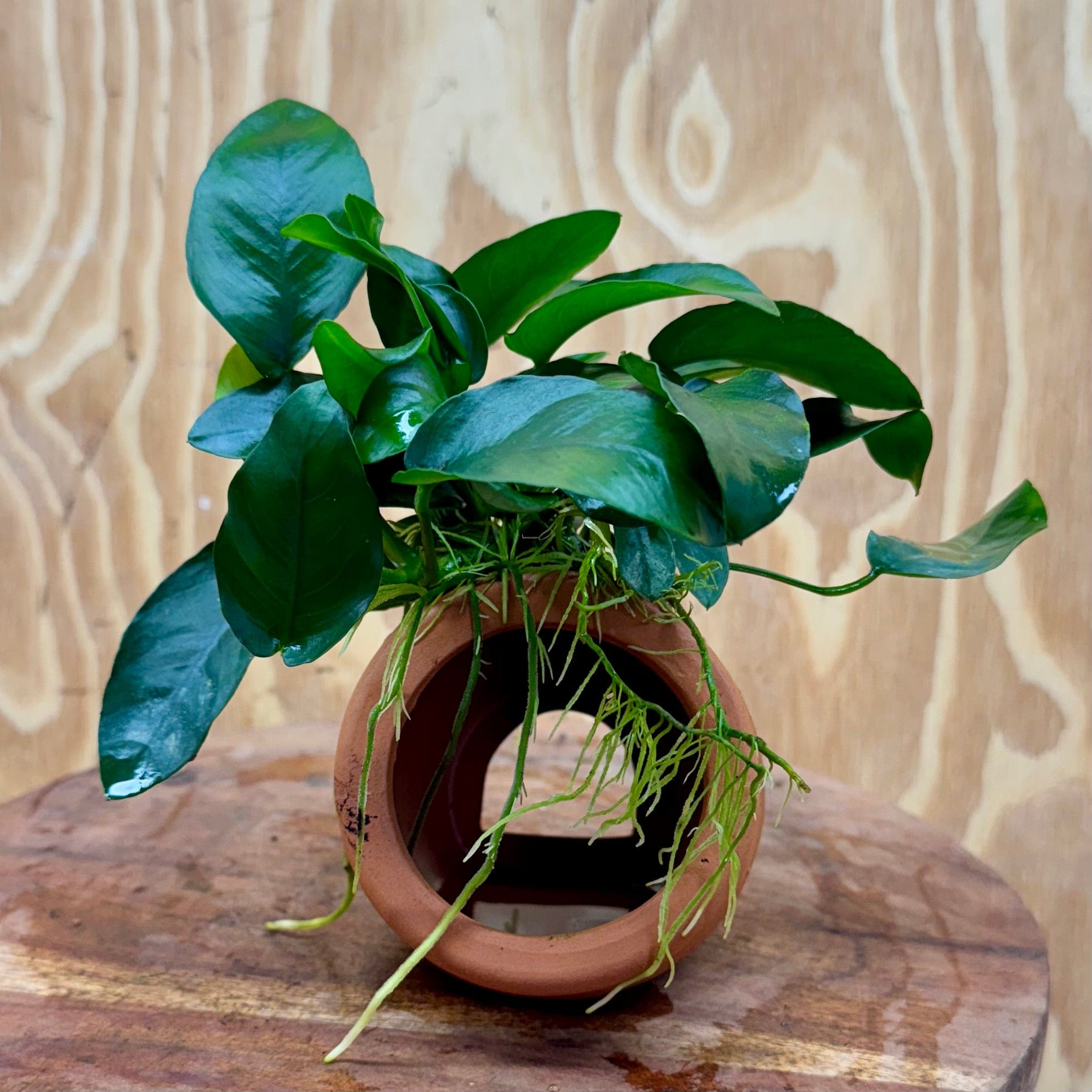 Scapeshop.com.au One Only Terracotta Small Urn with Anubias - One Only Terracotta Small Urn with Anubias - One Only