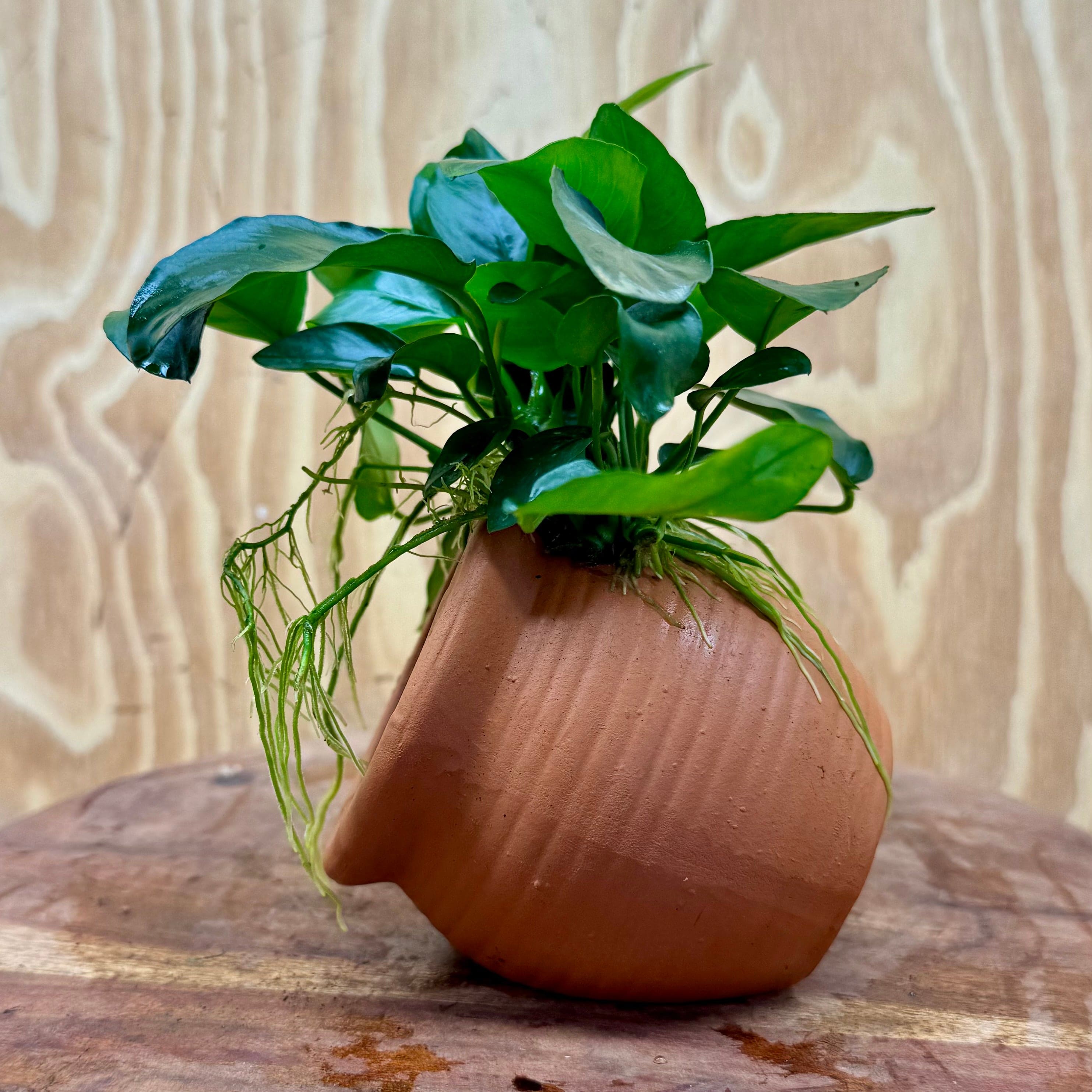 Scapeshop.com.au One Only Terracotta Small Urn with Anubias - One Only Terracotta Small Urn with Anubias - One Only