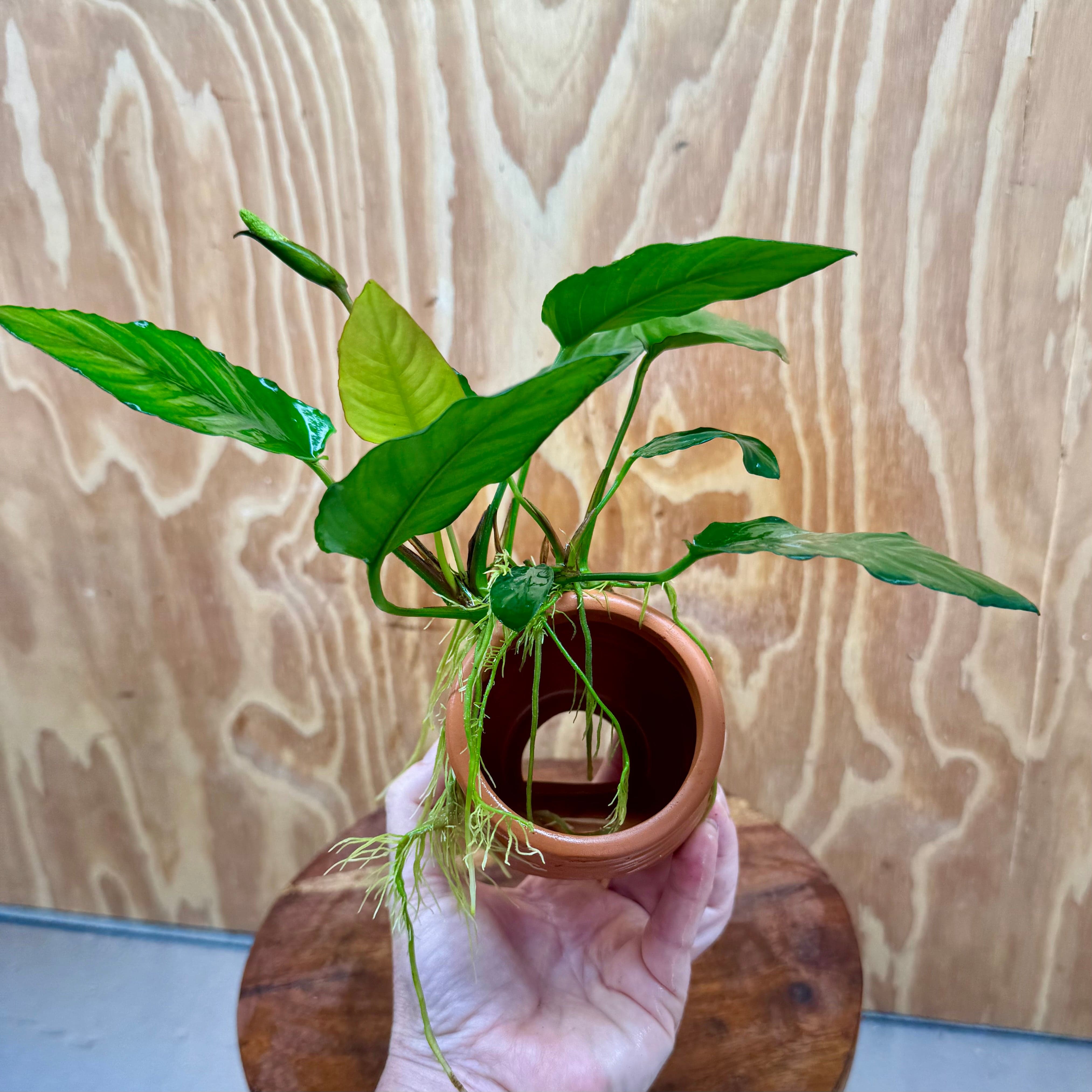 Scapeshop.com.au One Only Terracotta Small Urn with Anubias Paco - One Only Terracotta Small Urn with Anubias Paco - One Only