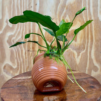 Scapeshop.com.au One Only Terracotta Small Urn with Anubias Paco - One Only Terracotta Small Urn with Anubias Paco - One Only