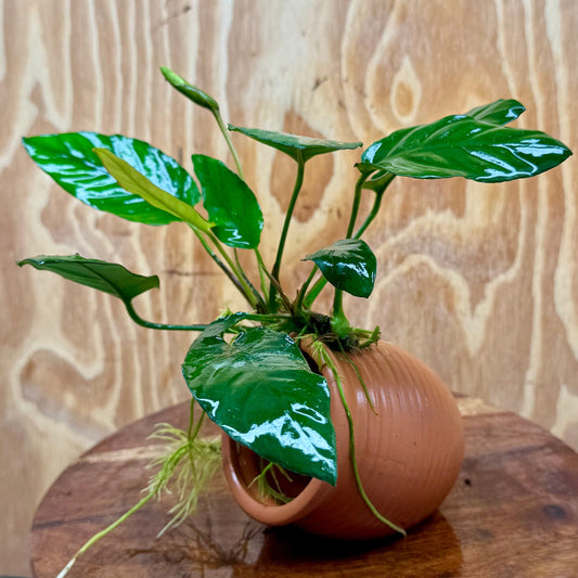 Scapeshop.com.au One Only Terracotta Small Urn with Anubias Paco - One Only Terracotta Small Urn with Anubias Paco - One Only