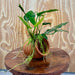 Scapeshop.com.au One Only Terracotta Small Urn with Anubias Paco - One Only Terracotta Small Urn with Anubias Paco - One Only