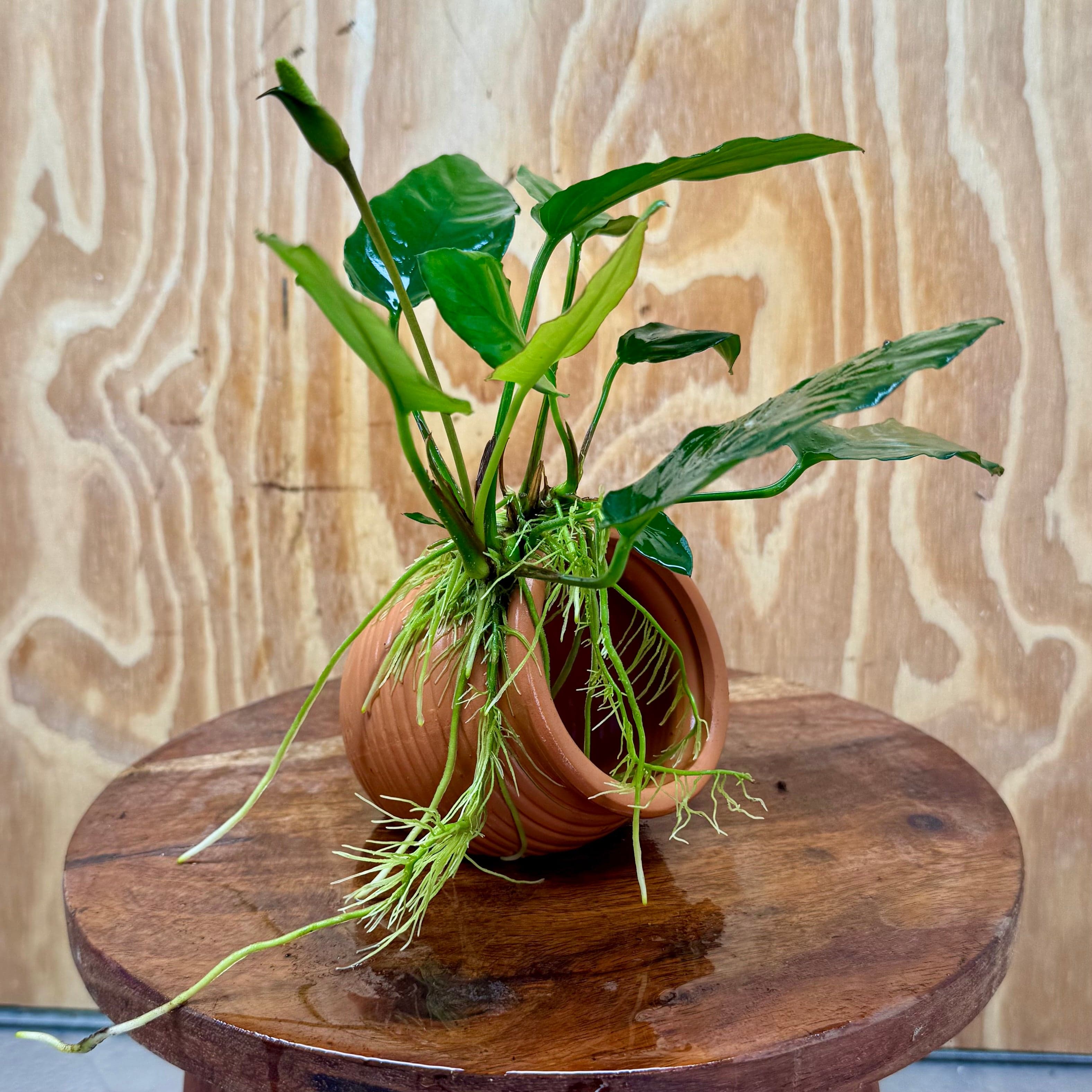 Scapeshop.com.au One Only Terracotta Small Urn with Anubias Paco - One Only Terracotta Small Urn with Anubias Paco - One Only