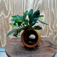 Scapeshop.com.au One Only Terracotta Small Urn with Anubias Paco - One Only Buy Aquarium Plants Terracotta Small Urn with Anubias Paco - One Only
