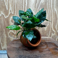 Scapeshop.com.au One Only Terracotta Small Urn with Anubias Paco - One Only Buy Aquarium Plants Terracotta Small Urn with Anubias Paco - One Only