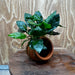 Scapeshop.com.au One Only Terracotta Small Urn with Anubias Paco - One Only Buy Aquarium Plants Terracotta Small Urn with Anubias Paco - One Only