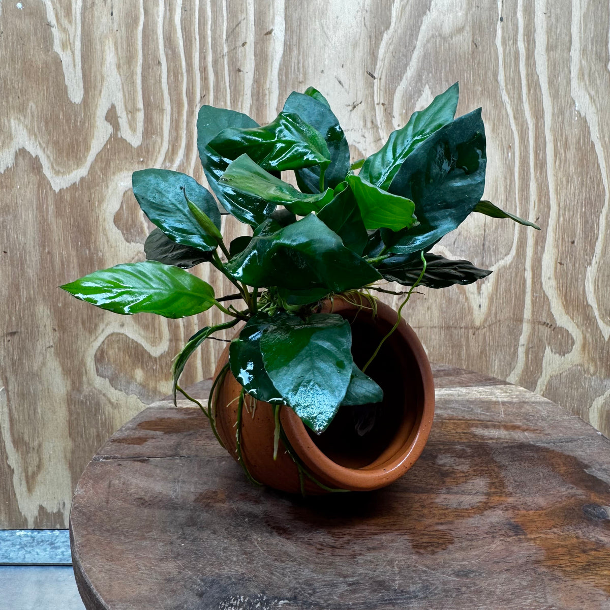 Scapeshop.com.au One Only Terracotta Small Urn with Anubias Paco - One Only Buy Aquarium Plants Terracotta Small Urn with Anubias Paco - One Only