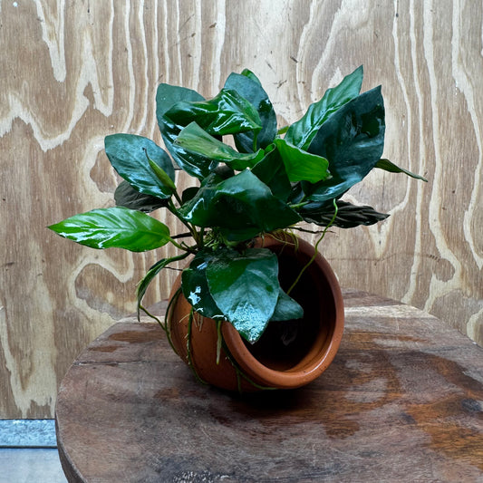 Scapeshop.com.au One Only Terracotta Small Urn with Anubias Paco - One Only Buy Aquarium Plants Terracotta Small Urn with Anubias Paco - One Only