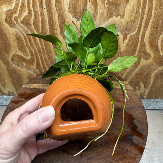 Scapeshop.com.au One Only Terracotta Small Urn with Anubias Paco - One Only Buy Aquarium Plants Terracotta Small Urn with Anubias Paco - One Only