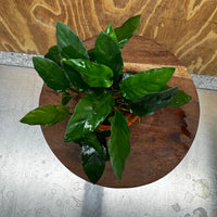 Scapeshop.com.au One Only Terracotta Small Urn with Anubias Paco - One Only Buy Aquarium Plants Terracotta Small Urn with Anubias Paco - One Only