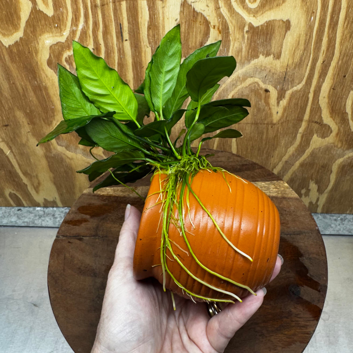 Scapeshop.com.au One Only Terracotta Small Urn with Anubias Paco - One Only Buy Aquarium Plants Terracotta Small Urn with Anubias Paco - One Only