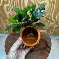 Scapeshop.com.au One Only Terracotta Small Urn with Anubias Paco - One Only Buy Aquarium Plants Terracotta Small Urn with Anubias Paco - One Only