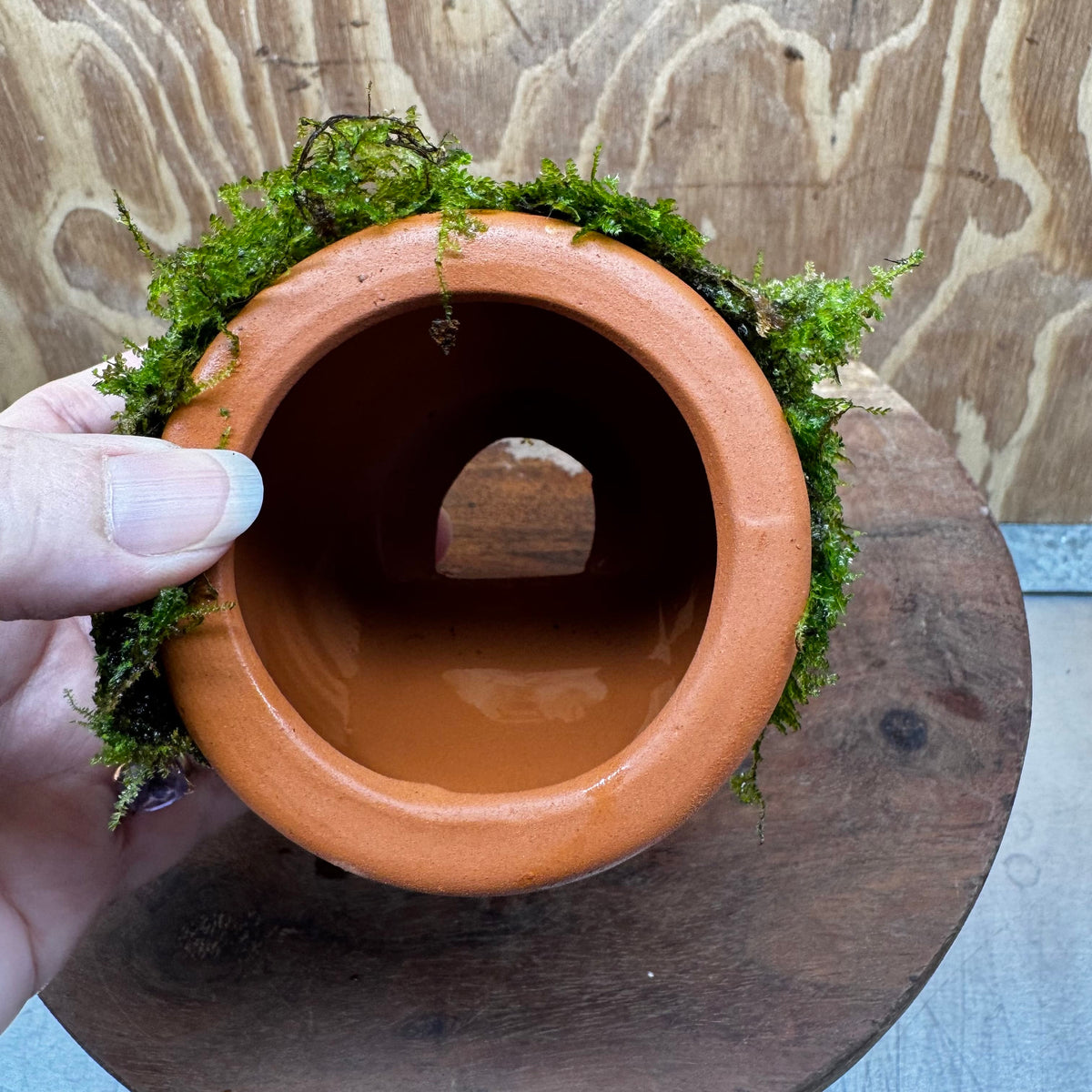 Scapeshop.com.au One Only Terracotta Small Urn with Fontinalis Java Moss - One Only Buy Aquarium Plants Terracotta Small Urn with Java Moss - One Only