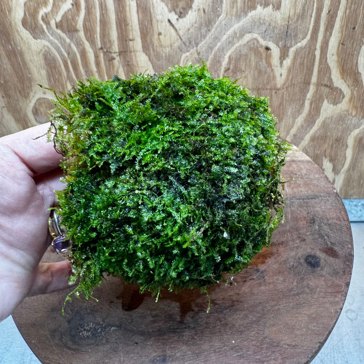 Scapeshop.com.au One Only Terracotta Small Urn with Fontinalis Java Moss - One Only Buy Aquarium Plants Terracotta Small Urn with Java Moss - One Only
