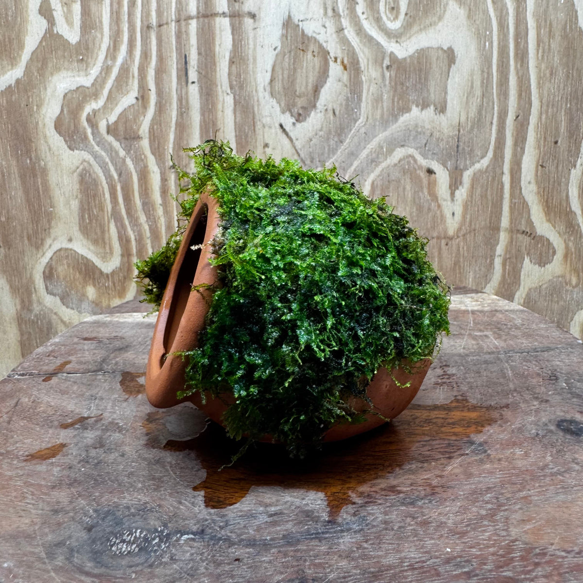 Scapeshop.com.au One Only Terracotta Small Urn with Fontinalis Java Moss - One Only Buy Aquarium Plants Terracotta Small Urn with Java Moss - One Only