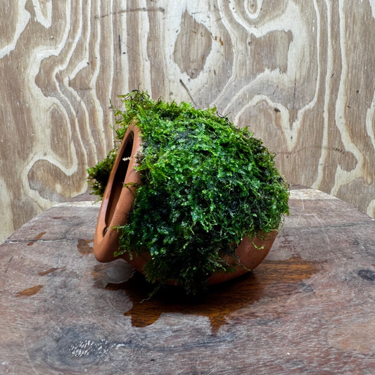 Scapeshop.com.au One Only Terracotta Small Urn with Fontinalis Java Moss - One Only Buy Aquarium Plants Terracotta Small Urn with Java Moss - One Only