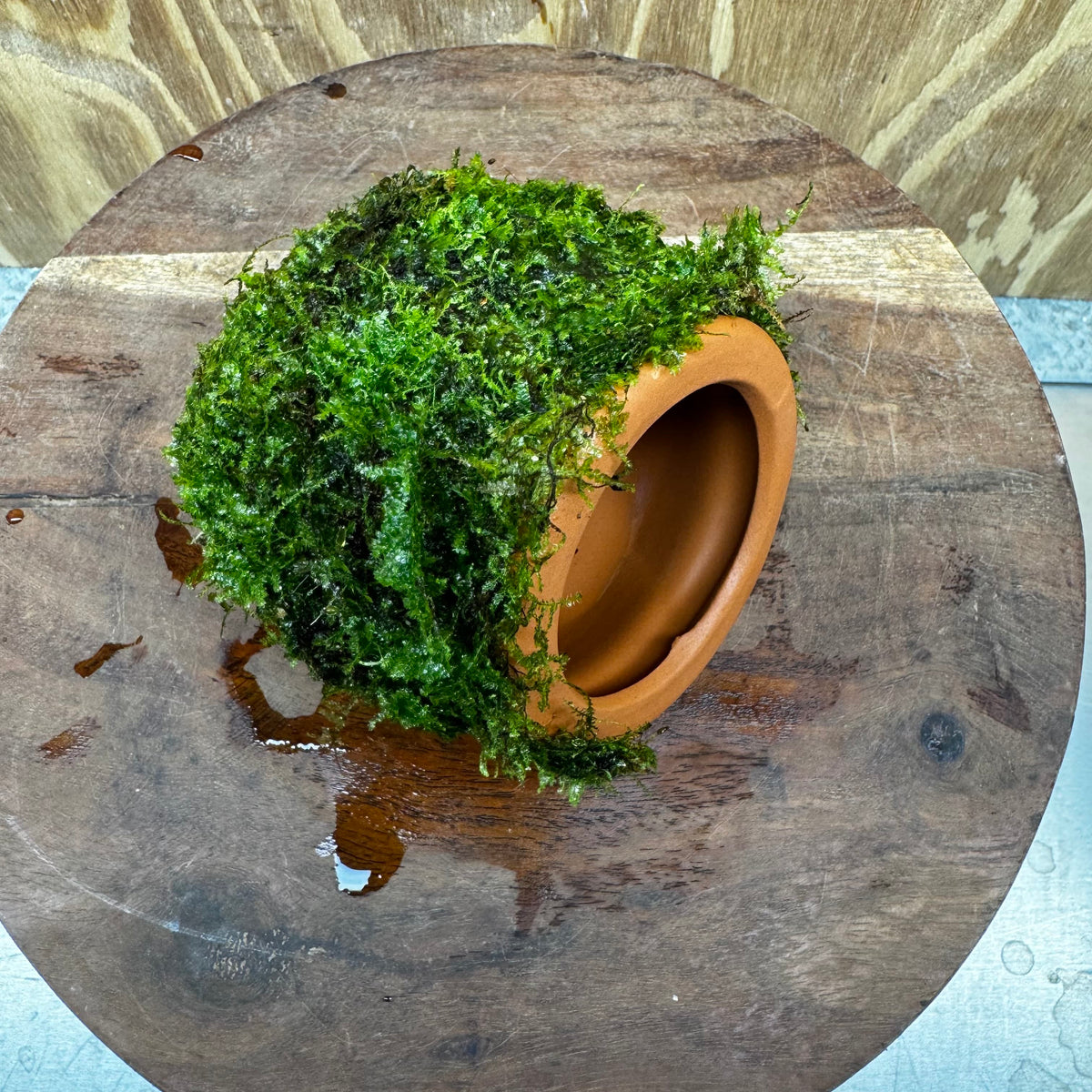 Scapeshop.com.au One Only Terracotta Small Urn with Fontinalis Java Moss - One Only Buy Aquarium Plants Terracotta Small Urn with Java Moss - One Only