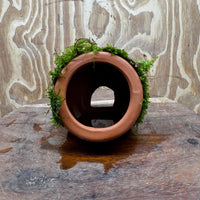 Scapeshop.com.au One Only Terracotta Small Urn with Fontinalis Java Moss - One Only Buy Aquarium Plants Terracotta Small Urn with Java Moss - One Only