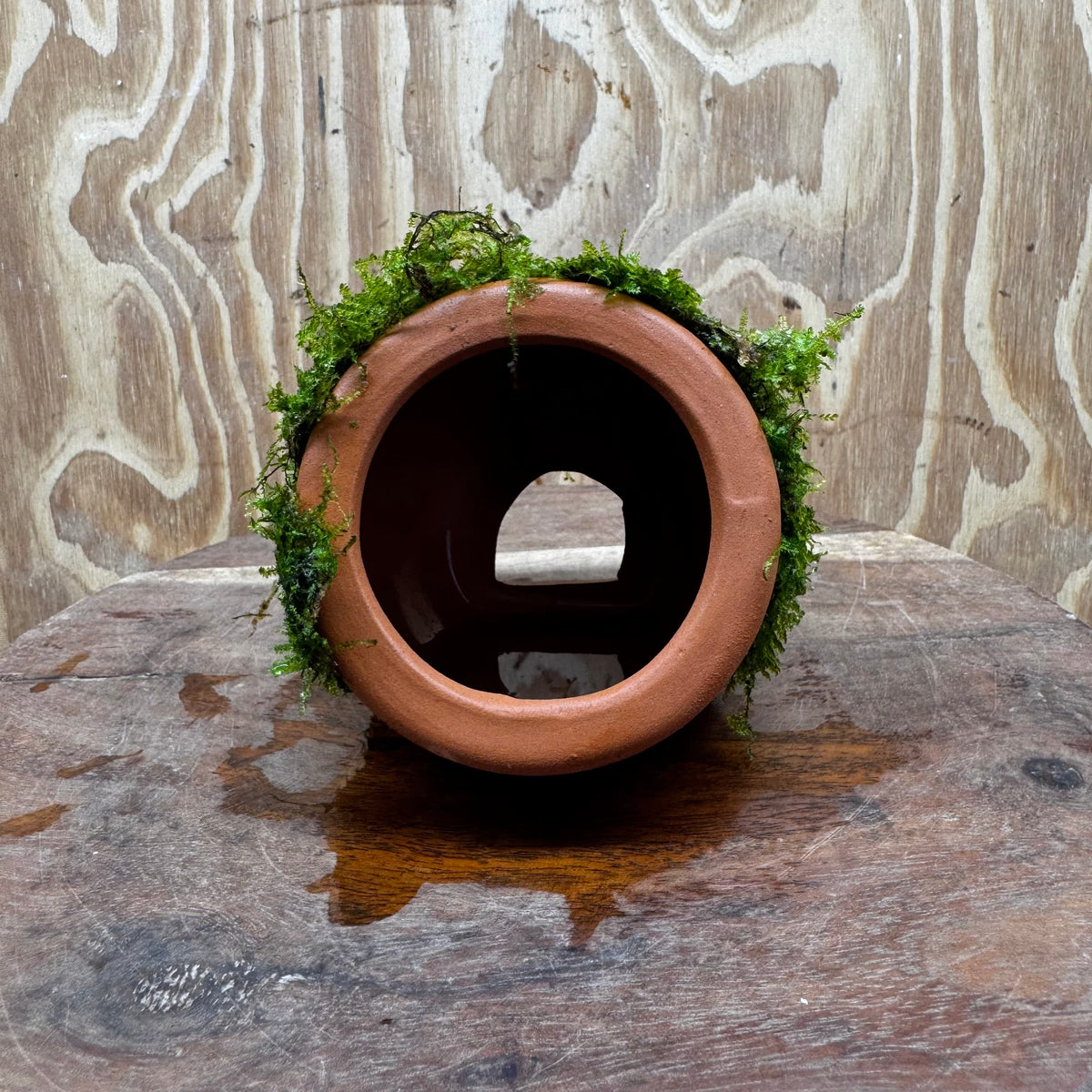 Scapeshop.com.au One Only Terracotta Small Urn with Fontinalis Java Moss - One Only Buy Aquarium Plants Terracotta Small Urn with Java Moss - One Only