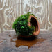 Scapeshop.com.au One Only Terracotta Small Urn with Fontinalis Java Moss - One Only Buy Aquarium Plants Terracotta Small Urn with Java Moss - One Only