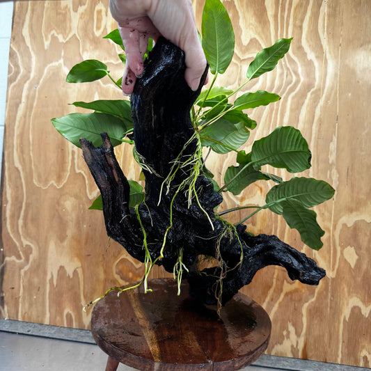 Pisces Enterprises One Only Triple Anubias Coffeefolia, Old Barteri & Petite Emerald Heart Driftwood Creation - One Only - Elegant Triple Anubias Coffeefolia, Old Barteri & Petite Emerald Heart Driftwood Creation - One Only - Elegant