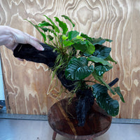 Pisces Enterprises One Only Triple Anubias Coffeefolia, Old Barteri & Petite Emerald Heart Driftwood Creation - One Only - Elegant Triple Anubias Coffeefolia, Old Barteri & Petite Emerald Heart Driftwood Creation - One Only - Elegant