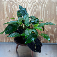 Pisces Enterprises One Only Triple Anubias Coffeefolia, Old Barteri & Petite Emerald Heart Driftwood Creation - One Only - Elegant Triple Anubias Coffeefolia, Old Barteri & Petite Emerald Heart Driftwood Creation - One Only - Elegant