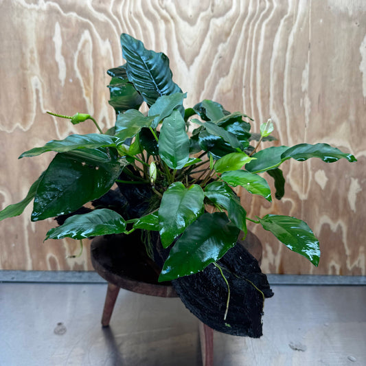 Pisces Enterprises One Only Triple Anubias Coffeefolia, Old Barteri & Petite Emerald Heart Driftwood Creation - One Only - Elegant Triple Anubias Coffeefolia, Old Barteri & Petite Emerald Heart Driftwood Creation - One Only - Elegant