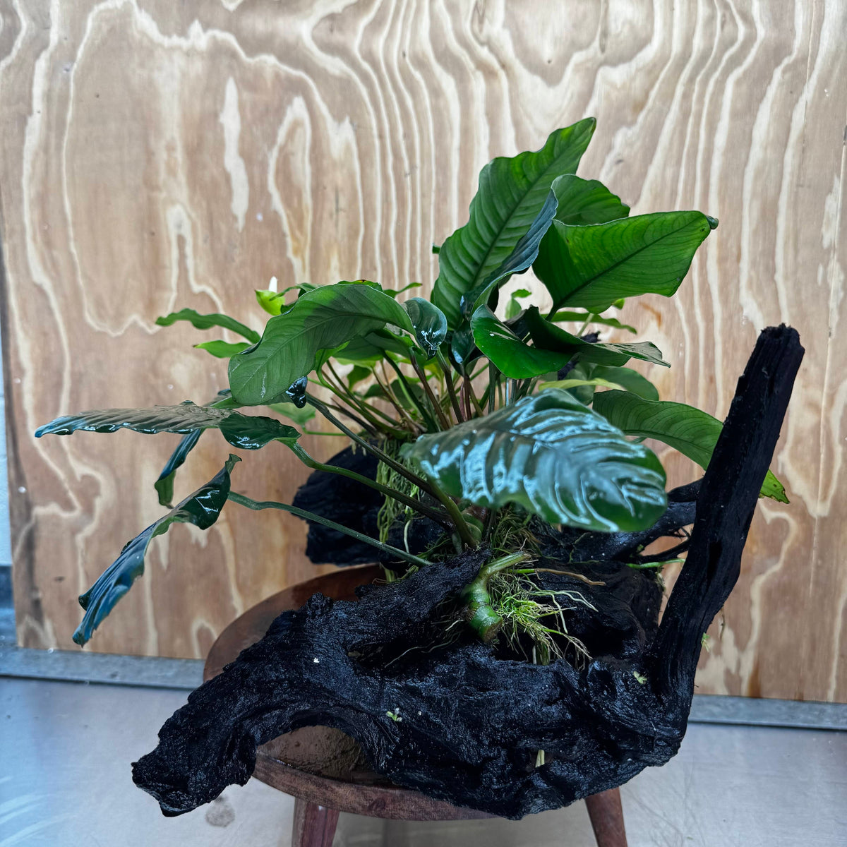 Pisces Enterprises One Only Triple Anubias Coffeefolia, Old Barteri & Petite Emerald Heart Driftwood Creation - One Only - Elegant Triple Anubias Coffeefolia, Old Barteri & Petite Emerald Heart Driftwood Creation - One Only - Elegant