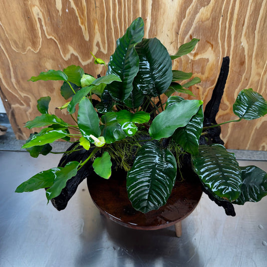 Pisces Enterprises One Only Triple Anubias Coffeefolia, Old Barteri & Petite Emerald Heart Driftwood Creation - One Only - Elegant Triple Anubias Coffeefolia, Old Barteri & Petite Emerald Heart Driftwood Creation - One Only - Elegant