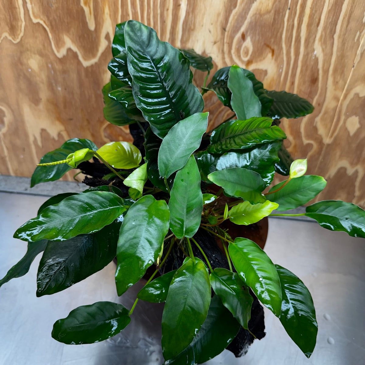 Pisces Enterprises One Only Triple Anubias Coffeefolia, Old Barteri & Petite Emerald Heart Driftwood Creation - One Only - Elegant Triple Anubias Coffeefolia, Old Barteri & Petite Emerald Heart Driftwood Creation - One Only - Elegant