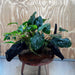 Pisces Enterprises One Only Triple Anubias Coffeefolia, Old Barteri & Petite Emerald Heart Driftwood Creation - One Only - Elegant Triple Anubias Coffeefolia, Old Barteri & Petite Emerald Heart Driftwood Creation - One Only - Elegant
