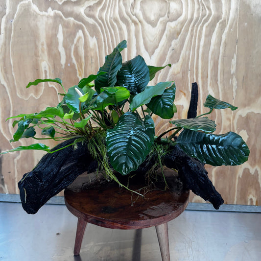 Pisces Enterprises One Only Triple Anubias Coffeefolia, Old Barteri & Petite Emerald Heart Driftwood Creation - One Only - Elegant Triple Anubias Coffeefolia, Old Barteri & Petite Emerald Heart Driftwood Creation - One Only - Elegant