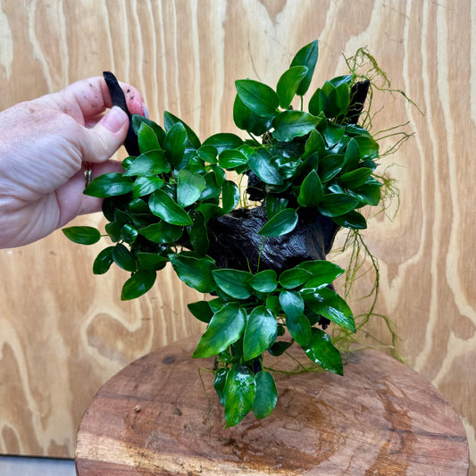 Pisces Enterprises One Only Triple Anubias Petite Nana Driftwood Creation - One Only - Elegant Triple Anubias Petite Nana Driftwood Creation - One Only - Elegant