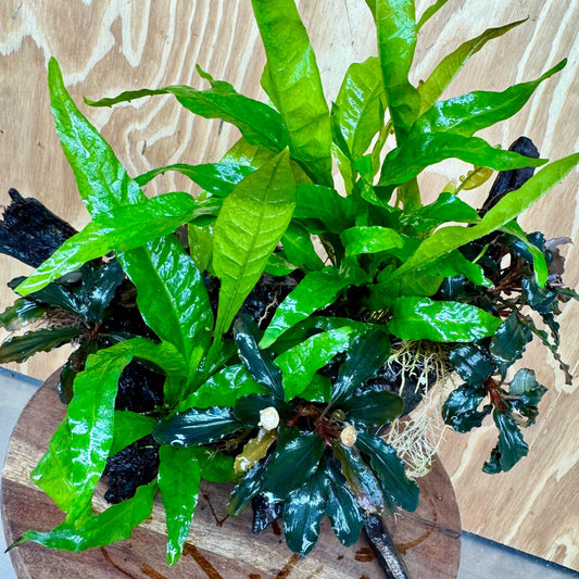 Scapeshop.com.au One Only Triple Bucephalandra & Double Indo Microsorum (Java Fern) Driftwood Creation - One Only Triple Bucephalandra & Double Indo Microsorum (Java Fern) Driftwood Creation - One Only